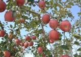 의성농업기술센터, 관내 사과 배 재배 농가 예방약제