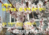 [영상]춘래불사춘, 도심과 조화를 이룬 벚꽃~