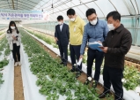 경북농업기술원, 신소득 화훼류 '라넌큘러스' 동계 재배기술 개발