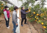 경북농업기술원, 구미 천혜향 시범재배 성공...첫 출하