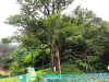 경북도, 천연기념물 울진 쌍전리 산돌배나무 후계목 양성