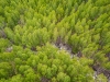 경북도, 영양 자작나무숲 '국민의 숲'으로 지정