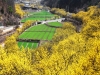 의성 산수유 마을, 노란 산수유 꽃으로 봄을 알리다.