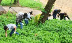 경북도청 산림자원과, 임업현장 찾아 농촌 일손돕기