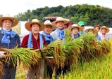 칠곡군, 2022년 첫 벼 베기…추석 전 햅쌀용으로~