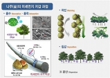 경북도, 경제림과 산불피해복구 조림 3천826ha 502억 투입