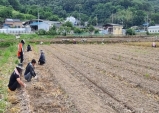 고령군 시설사업소, 농촌일손돕기로 구슬땀!