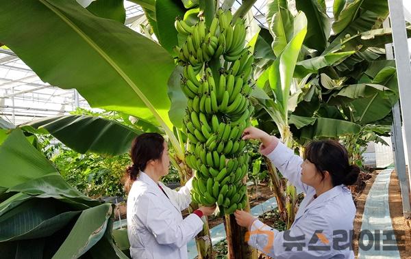 달성군농업기술센터, 시험재배 바나나 첫 수확.jpg