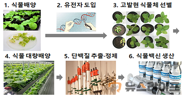 식물백신 생산과정.png