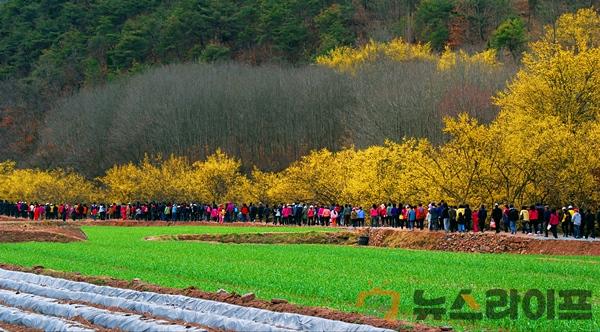 경북-의성_산수유축제-1_(1).jpg