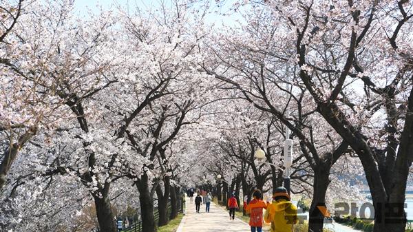 벚꽃-영주 서천변.jpg