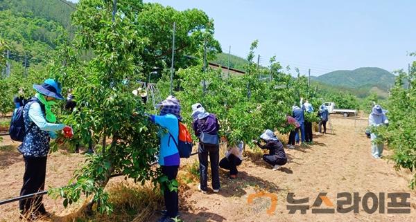 농축산유통국_일손돕기1.jpg