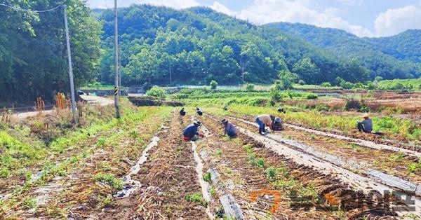 환경사업소, 농촌 일손돕기(1).jpg