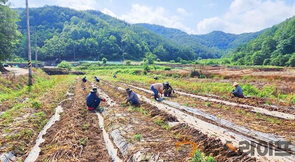 환경사업소, 농촌 일손돕기(2).jpg