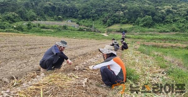 시설사업소 농촌일손돕기(2).jpg