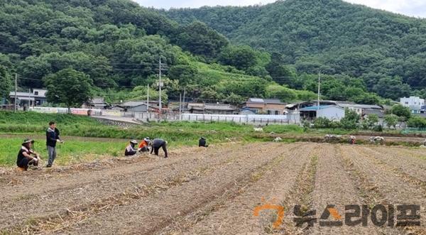 시설사업소 농촌일손돕기(3).jpg