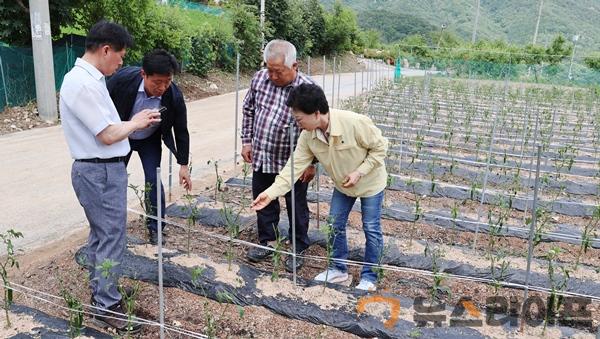 화북 우박피해농가 방문 (2).JPG