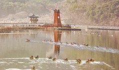 달성군 송해공원, 올해도 찾아온 소중한 손님 '원앙'