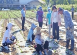 의성군 치매친화마을, 치유텃밭 배추심기!!!