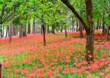 김천 직지사, 꽃무릇(상사화)-활짝!