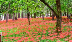 김천 직지사, 꽃무릇(상사화)-활짝!