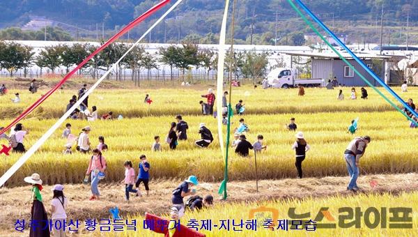 성주가야산 황금들녘 메뚜기 축제-지난해모습.jpg