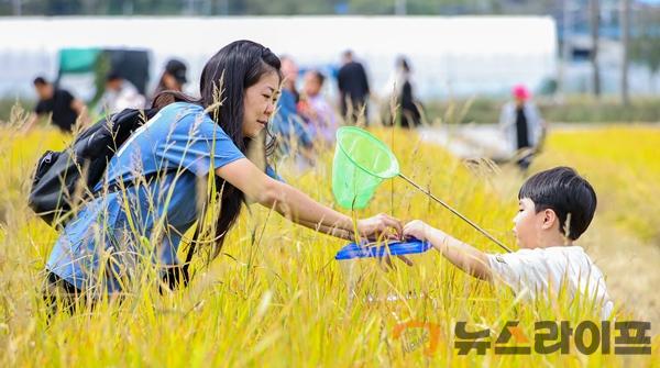 황금들녘 메뚜기축제-.jpg