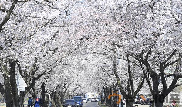달성군 옥포읍 제10회 옥포 벚꽃축제 2.jpg