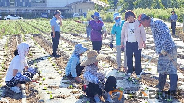 배추모종심기1.jpg