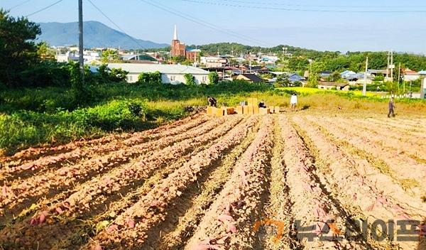 무병주 고구마 첫 수확.jpg