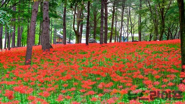 직지사-꽃무릇(사진2).jpg